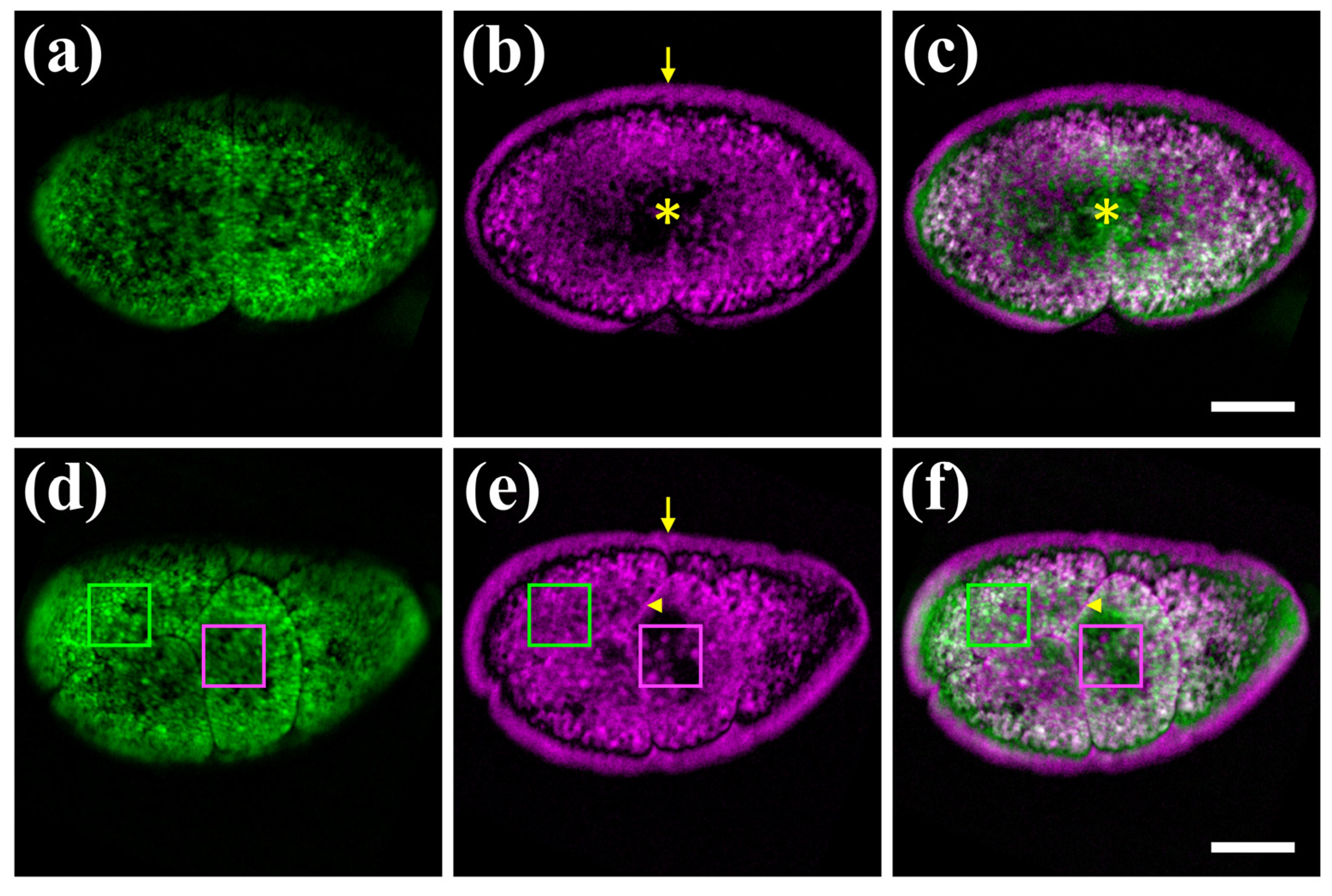 Photonics 10 00264 g003
