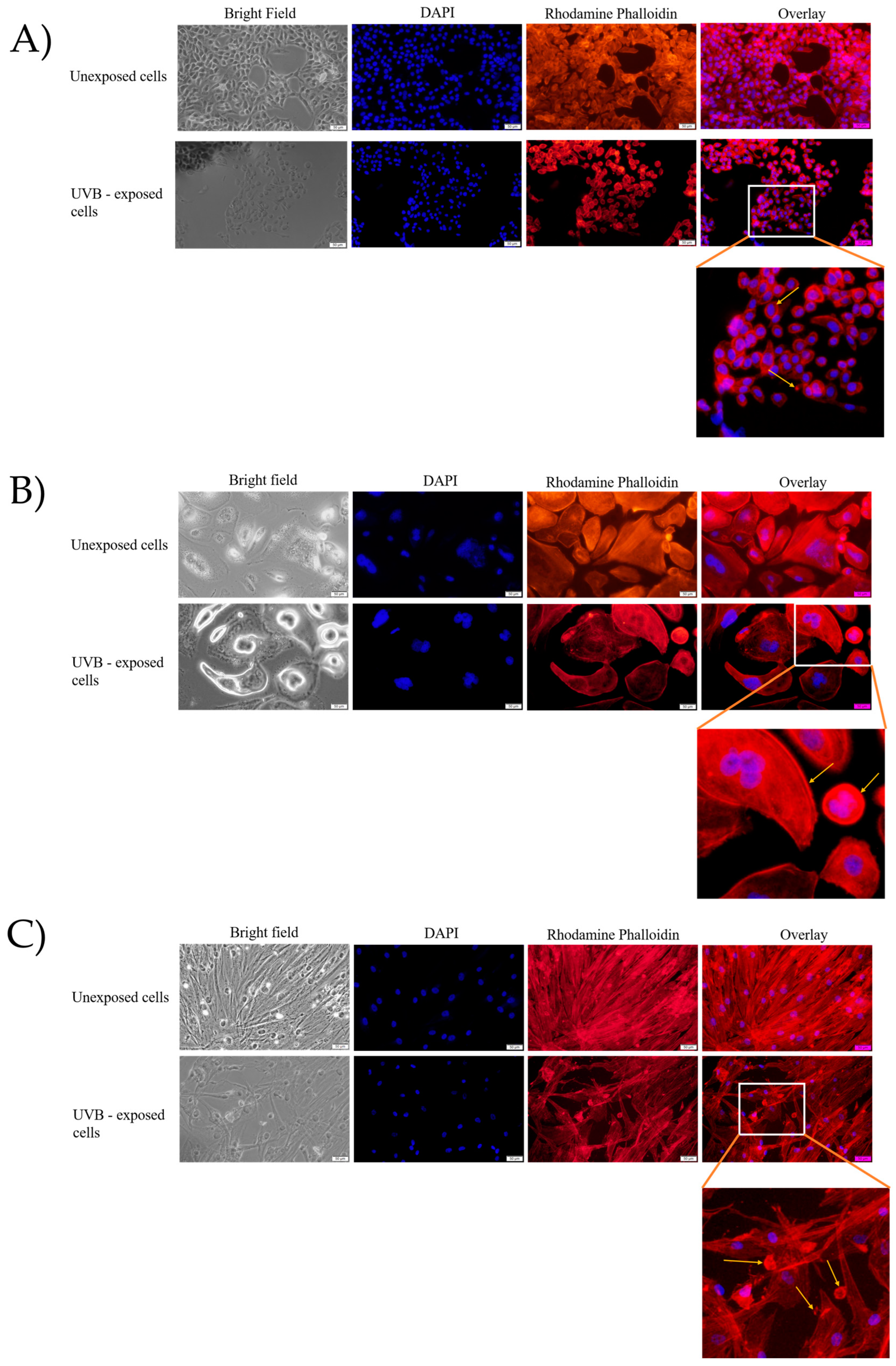Photonics 10 00464 g005
