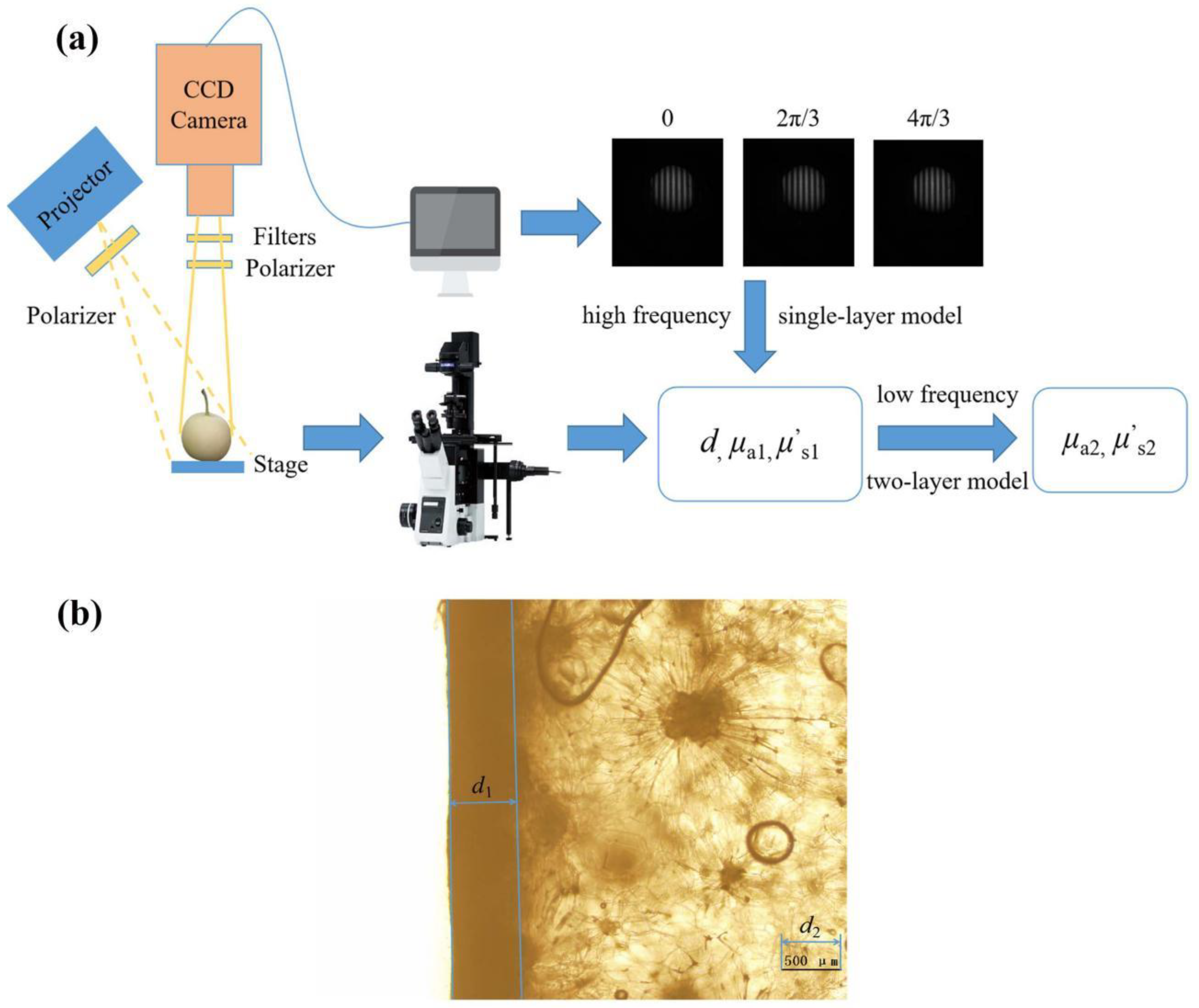 Photonics 10 00622 g003