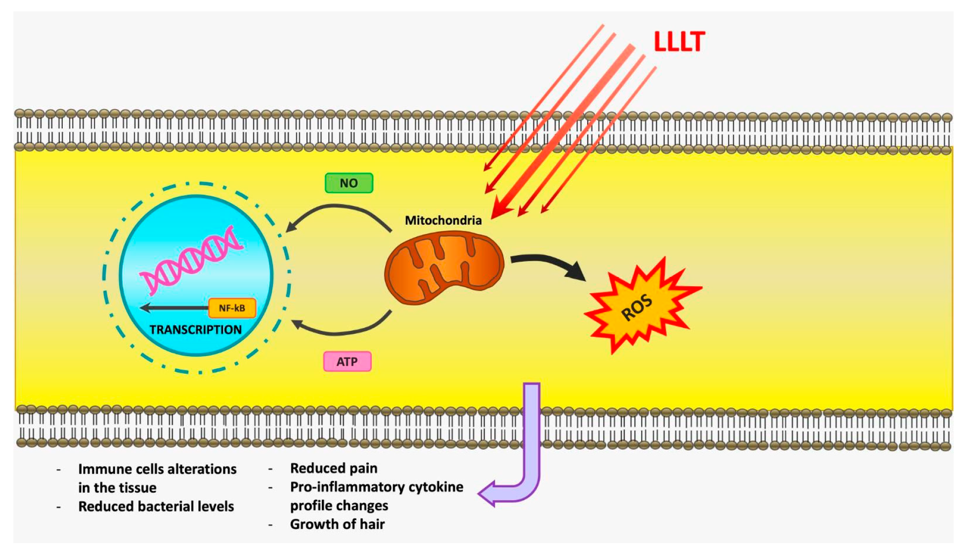 Photonics 10 00650 g003