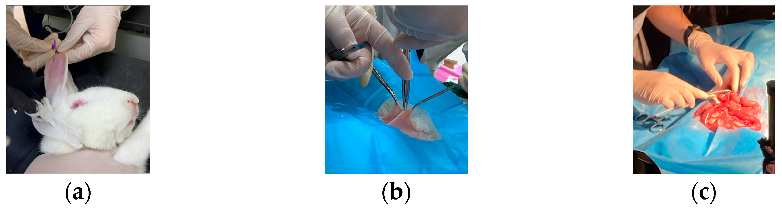 Photonics 10 00708 g002