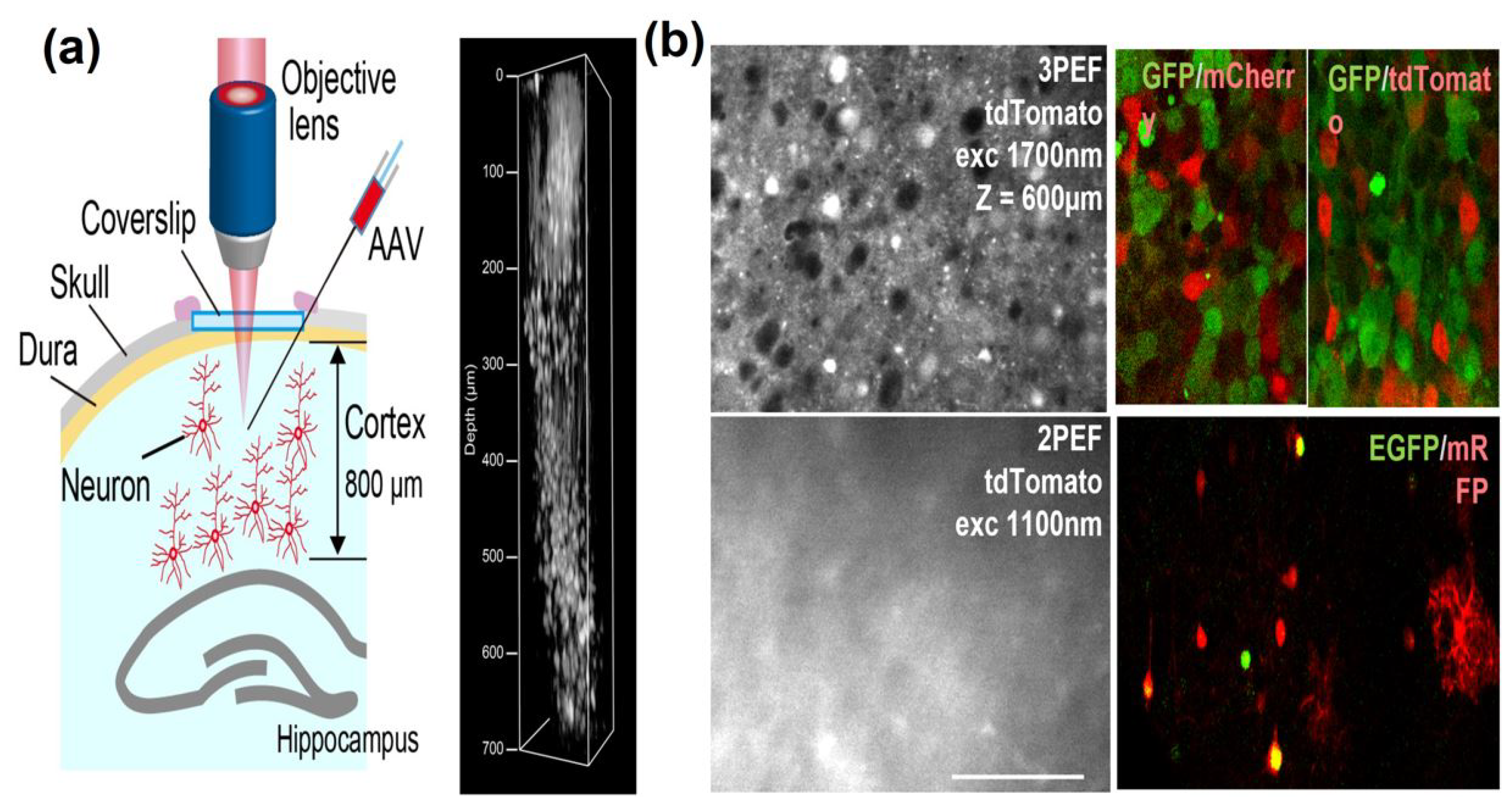 Photonics 10 01307 g010 Photonics 10 01307 g010