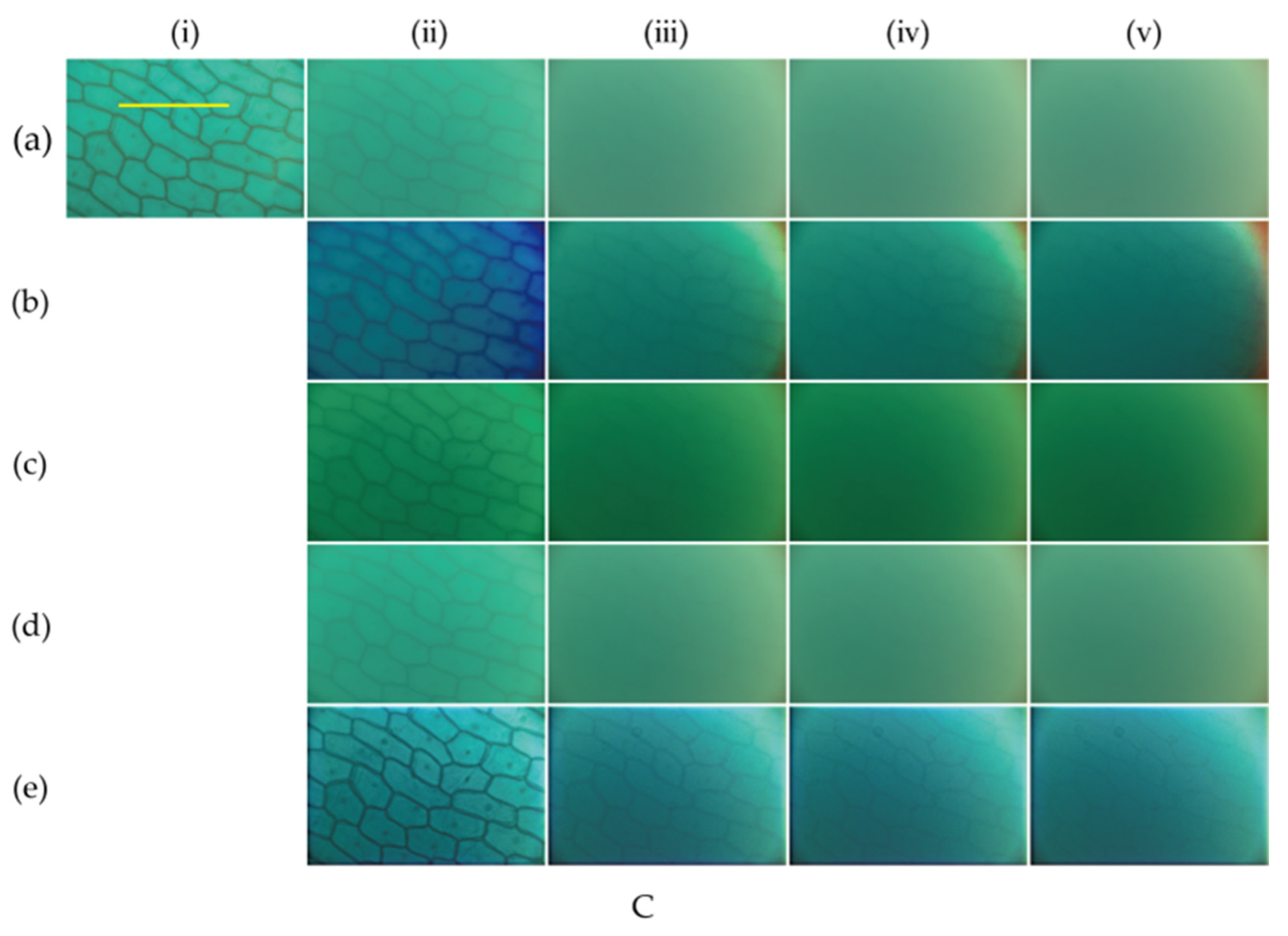Photonics 10 01374 g005b