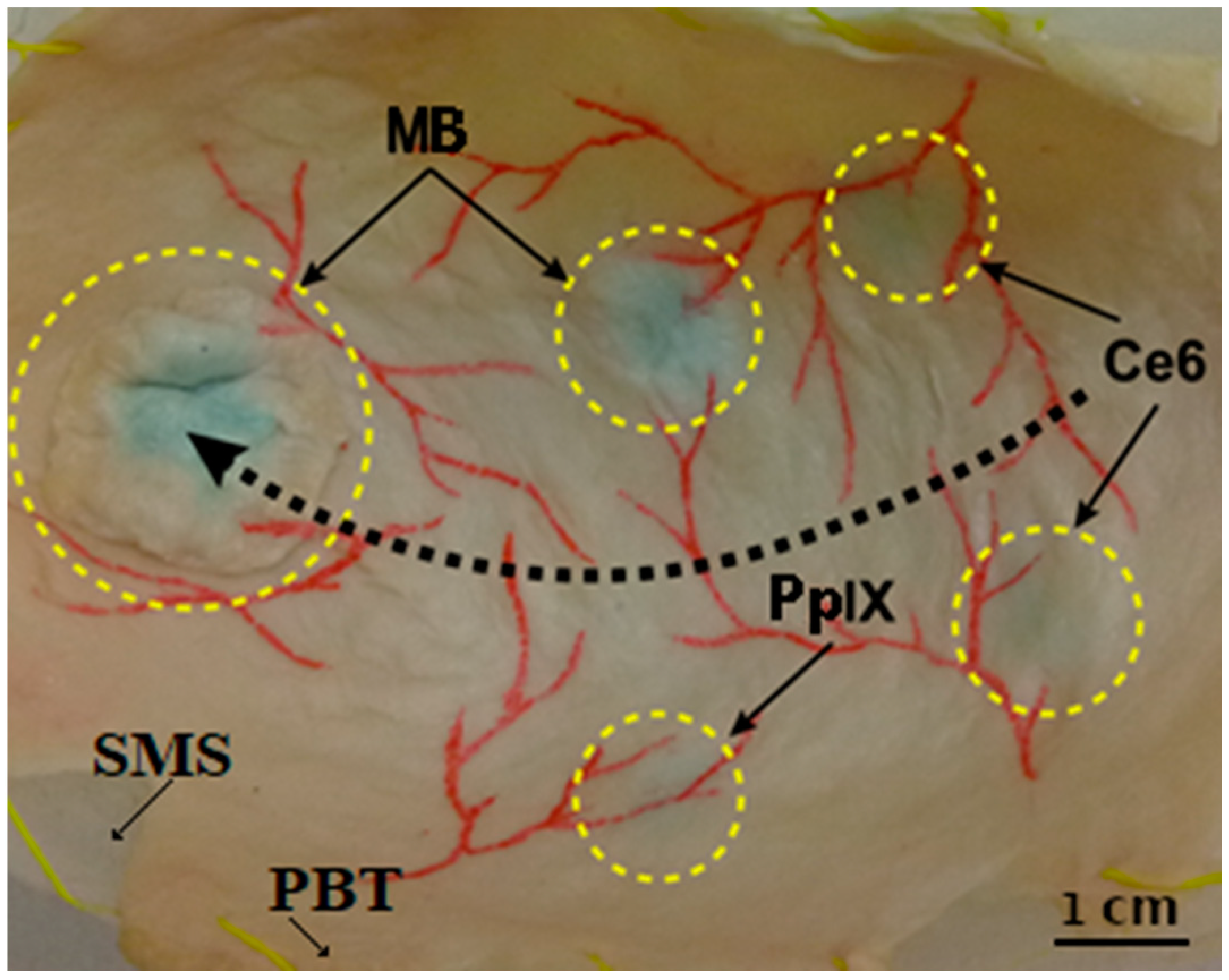 Photonics 11 00514 g002