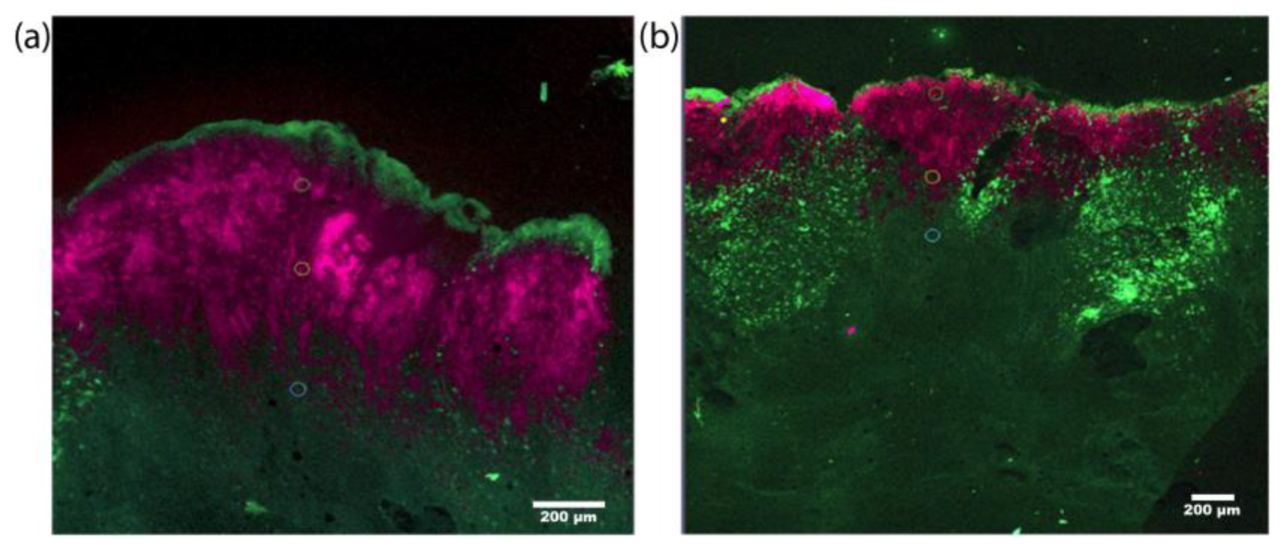 Photonics 11 00594 g009