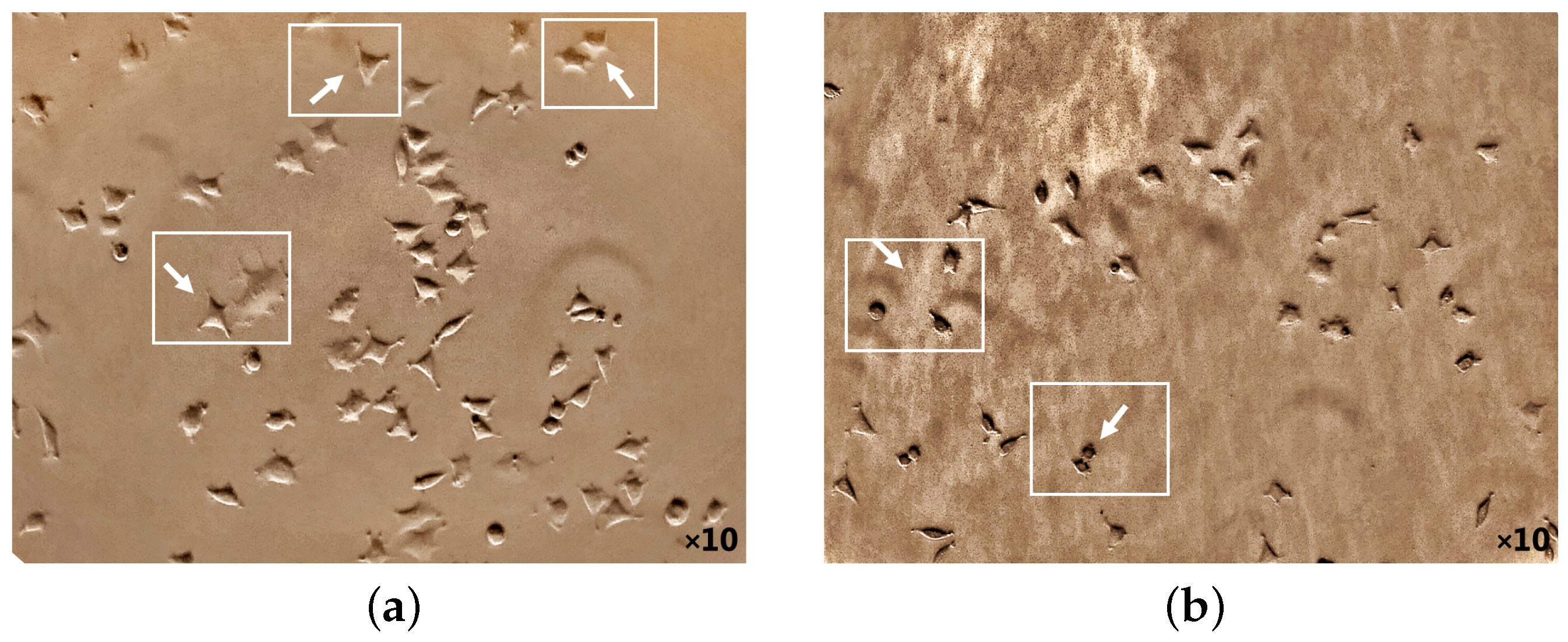 Photonics 11 00746 g005