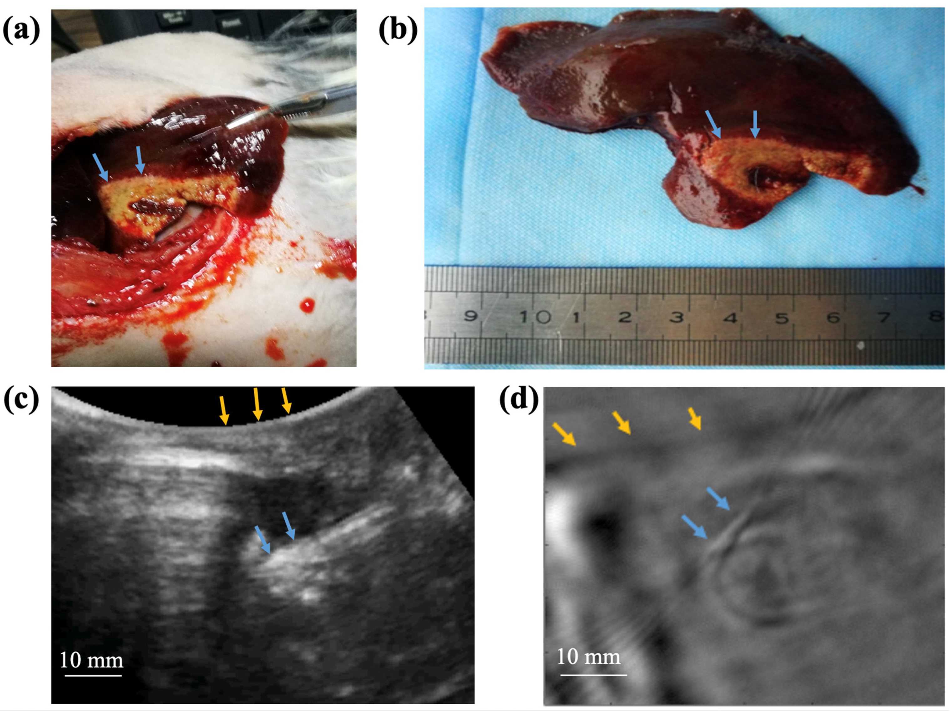 Photonics 11 00807 g005