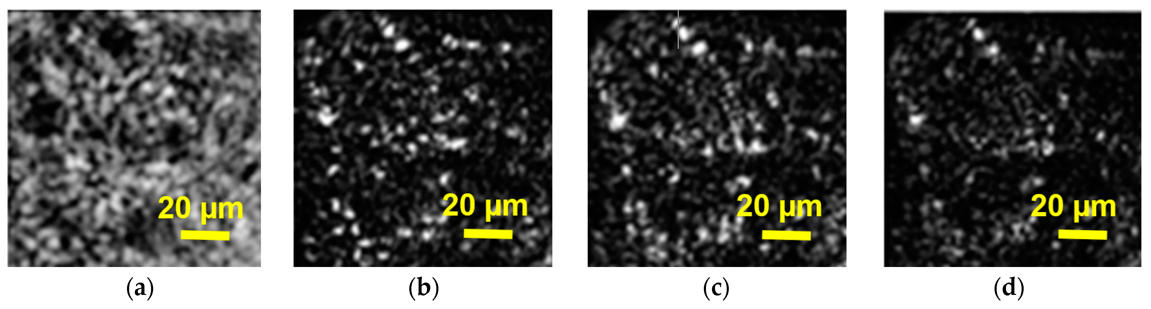 Photonics 11 00980 g004
