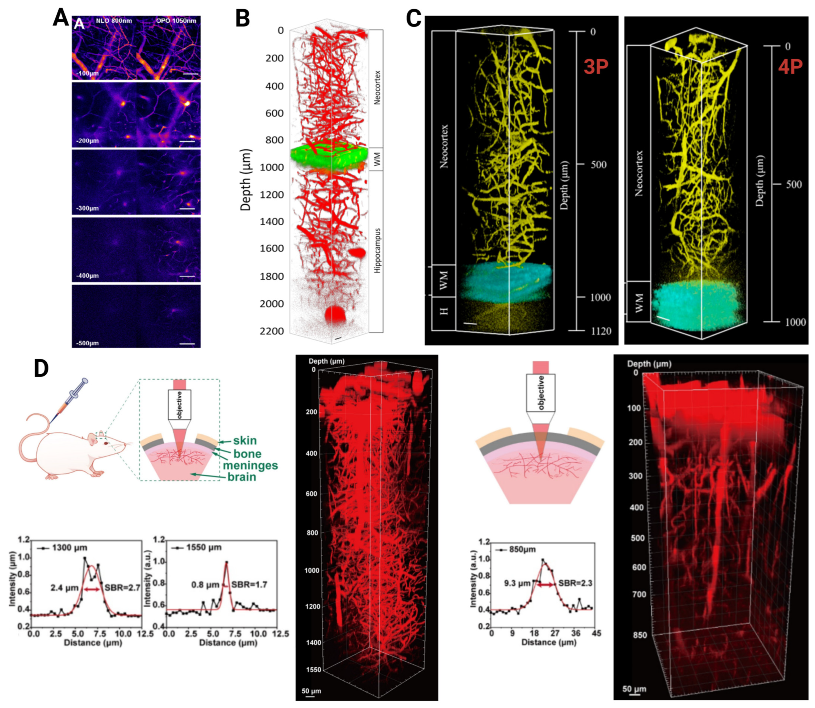 Photonics 12 00003 g002