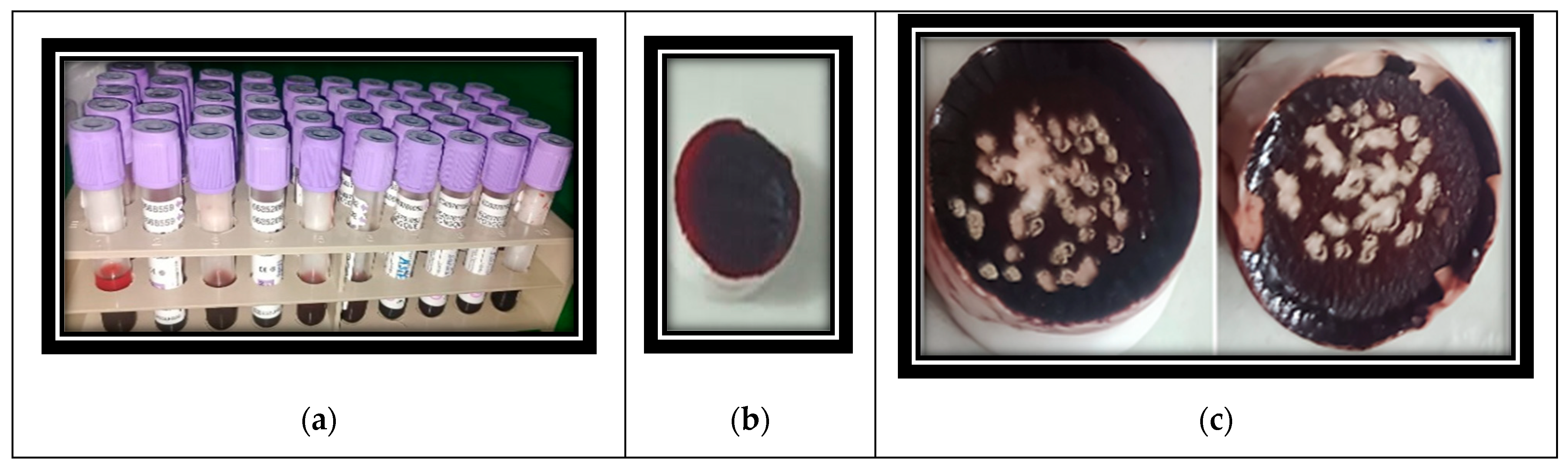 Photonics 12 00849 g002
