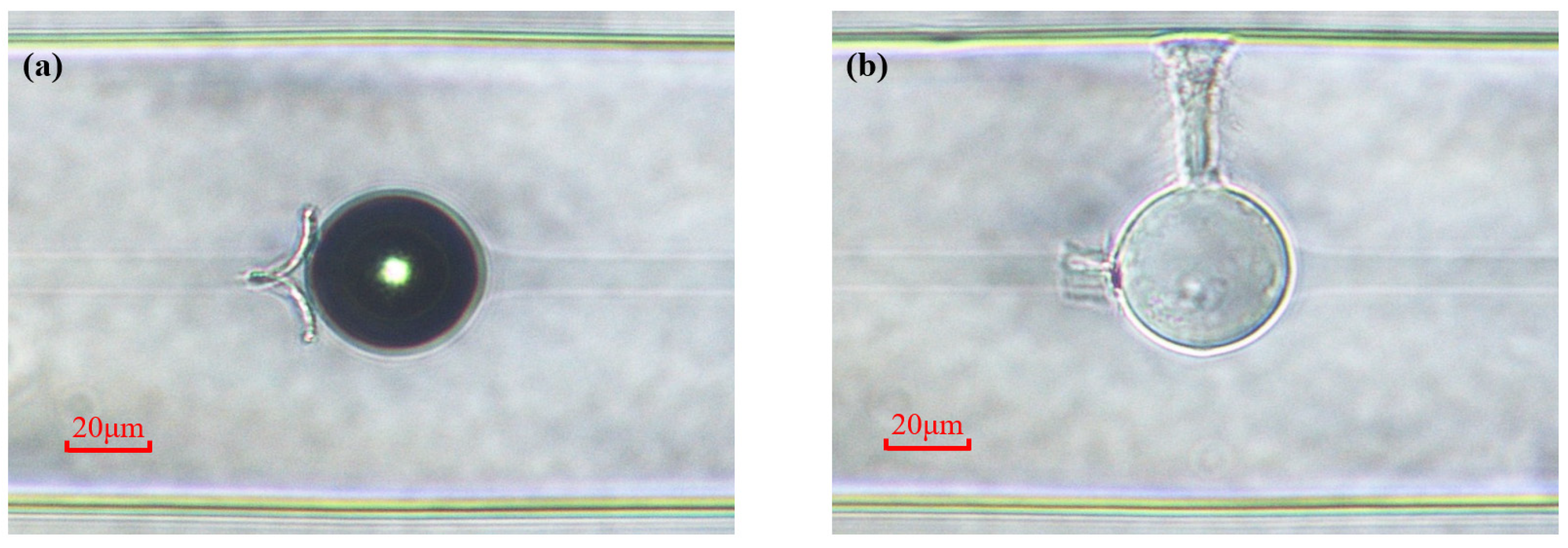 Photonics 13 00008 g003 Photonics 13 00008 g003