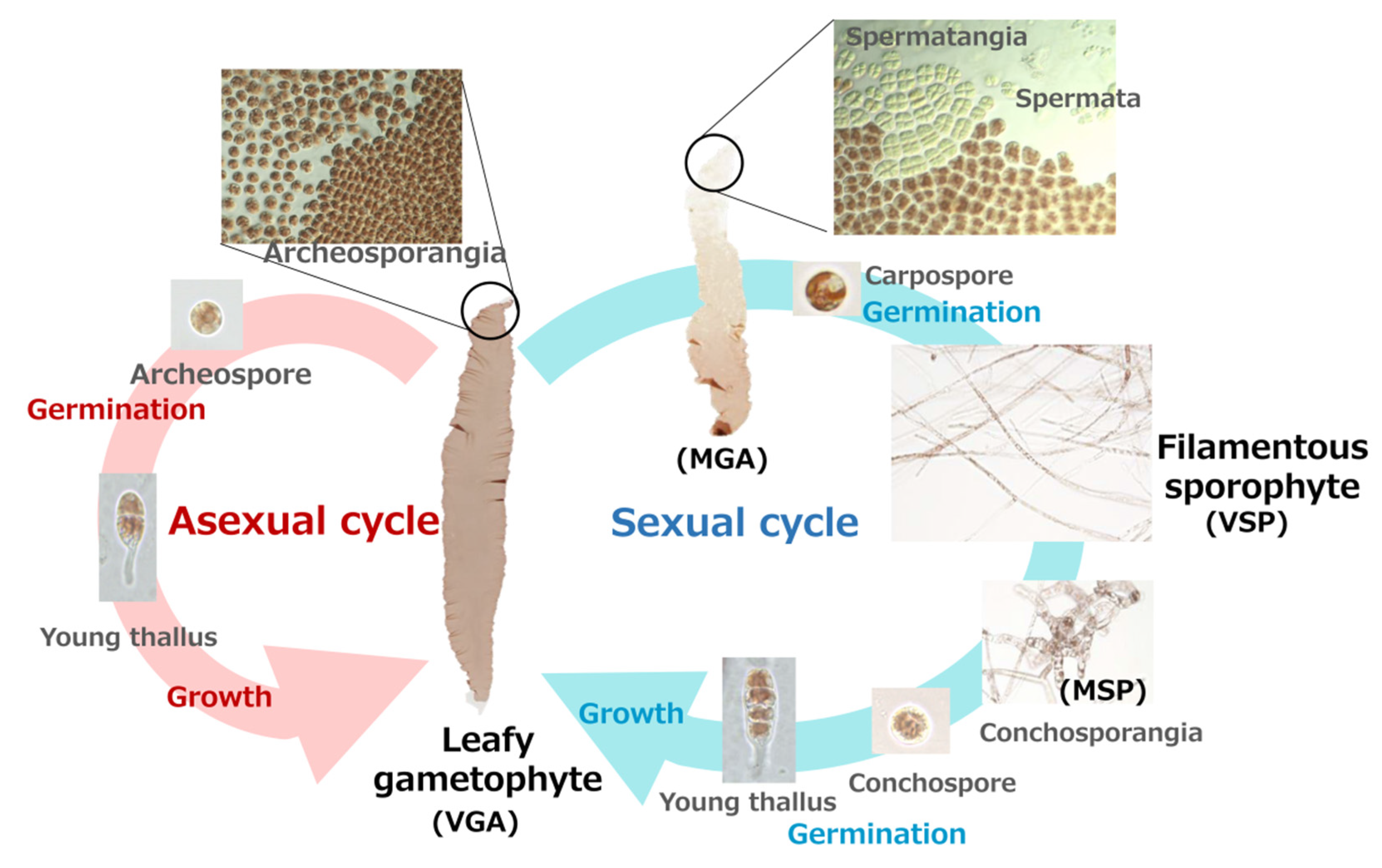 Phycology 02 00003 g001