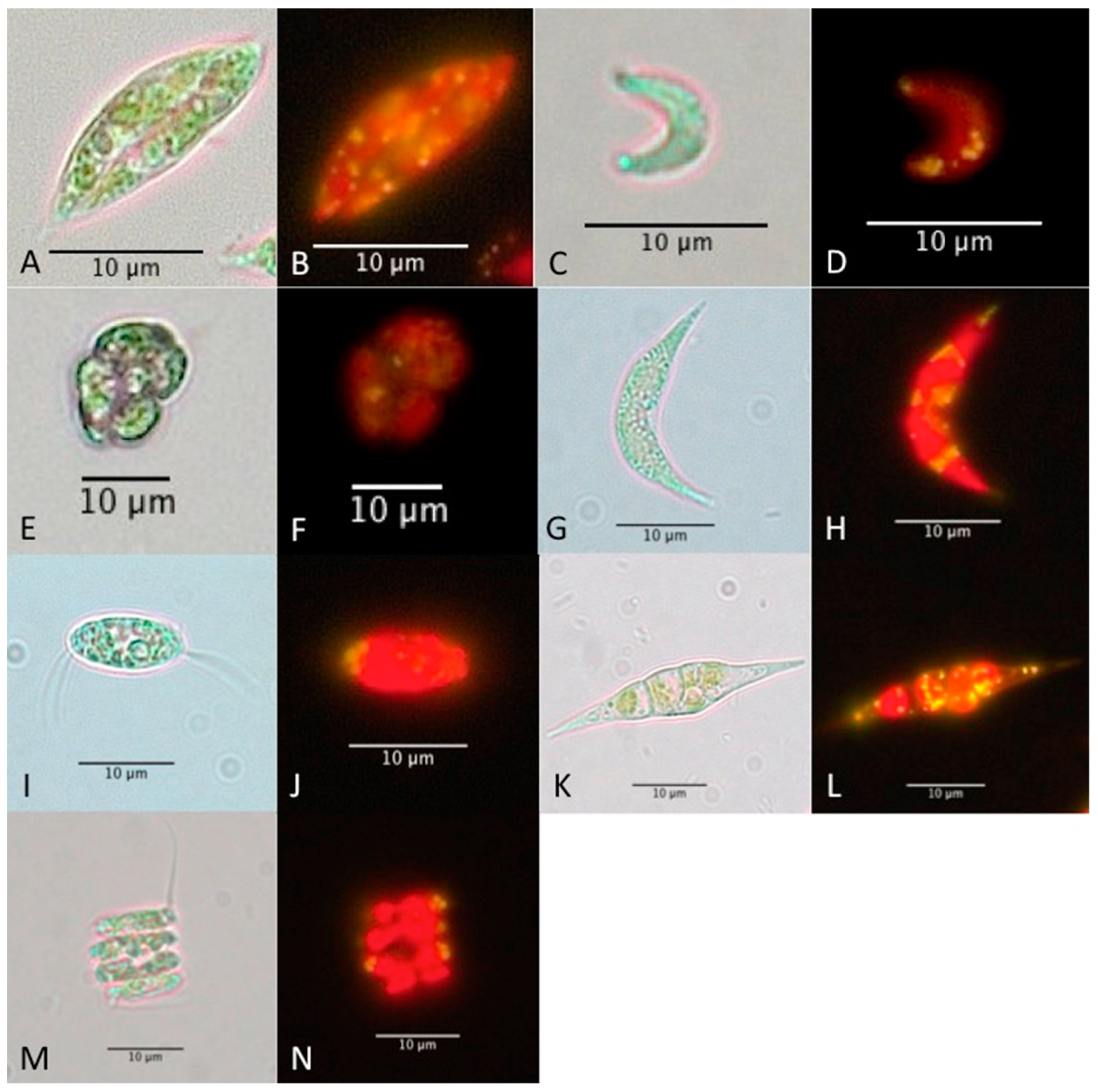 Phycology 02 00006 g002