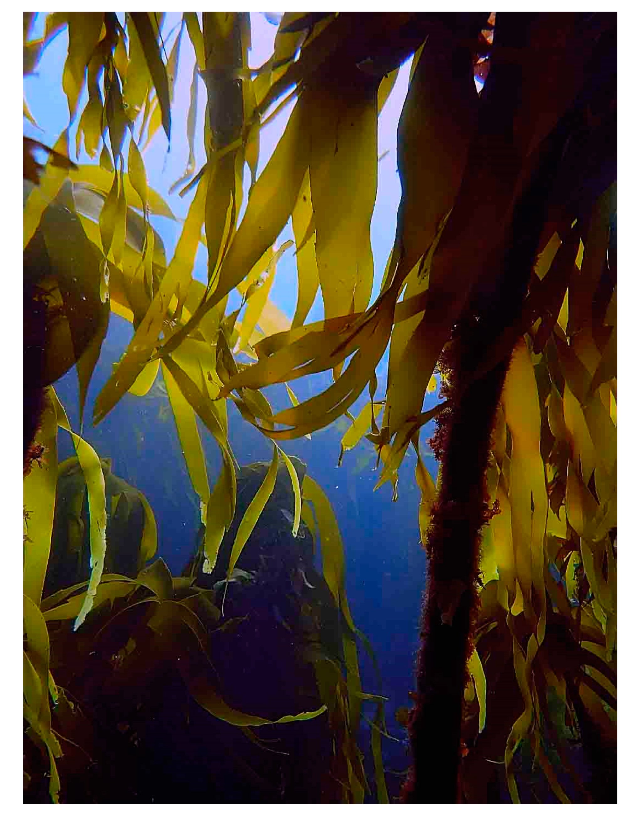 Phycology 02 00009 g006 Phycology 02 00009 g006