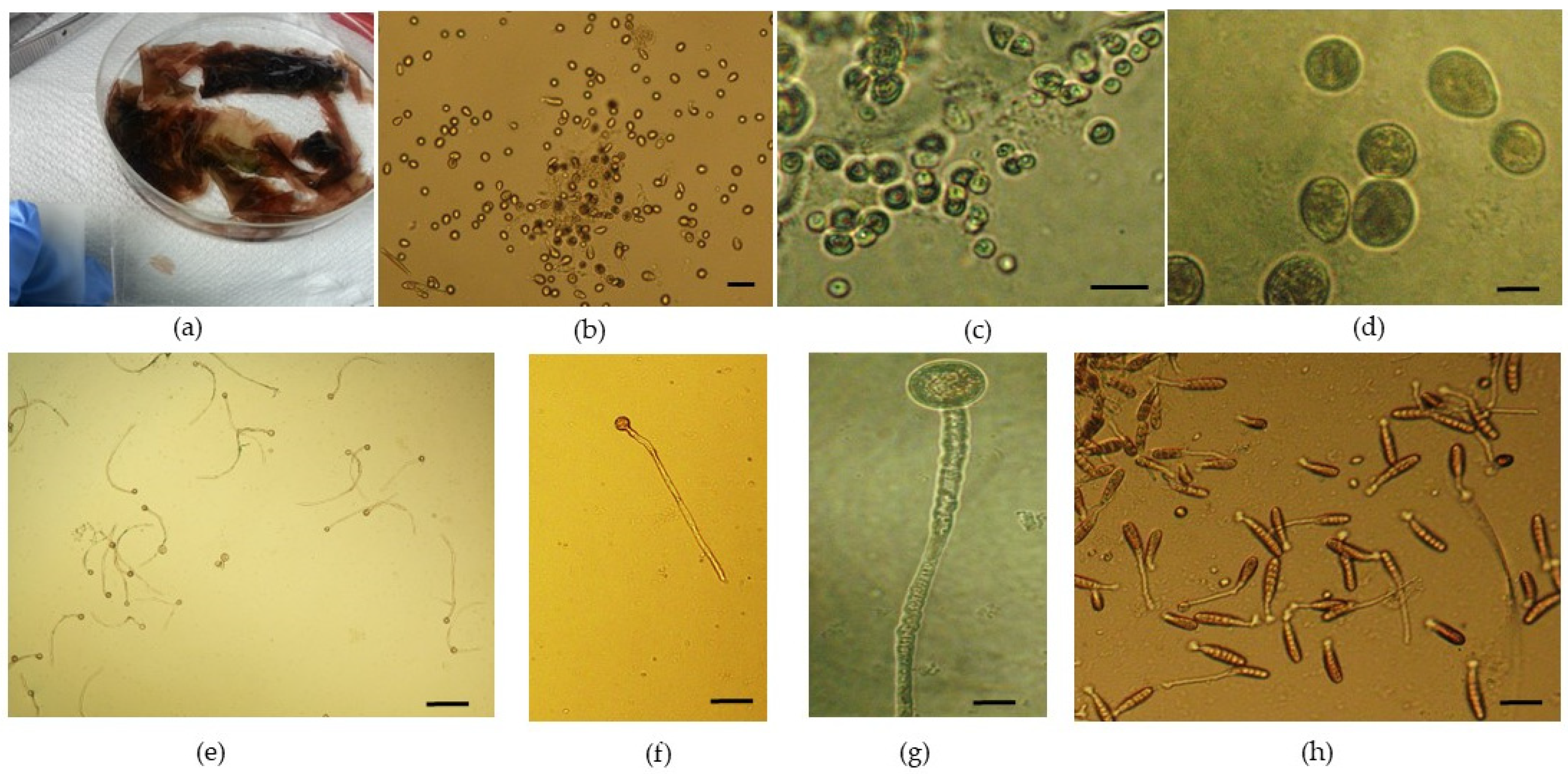 Phycology 03 00002 g001