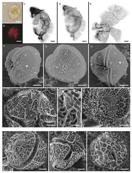 Phycology 03 00006 g003