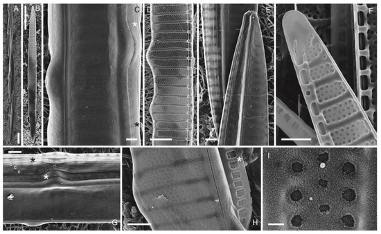Phycology 03 00006 g004