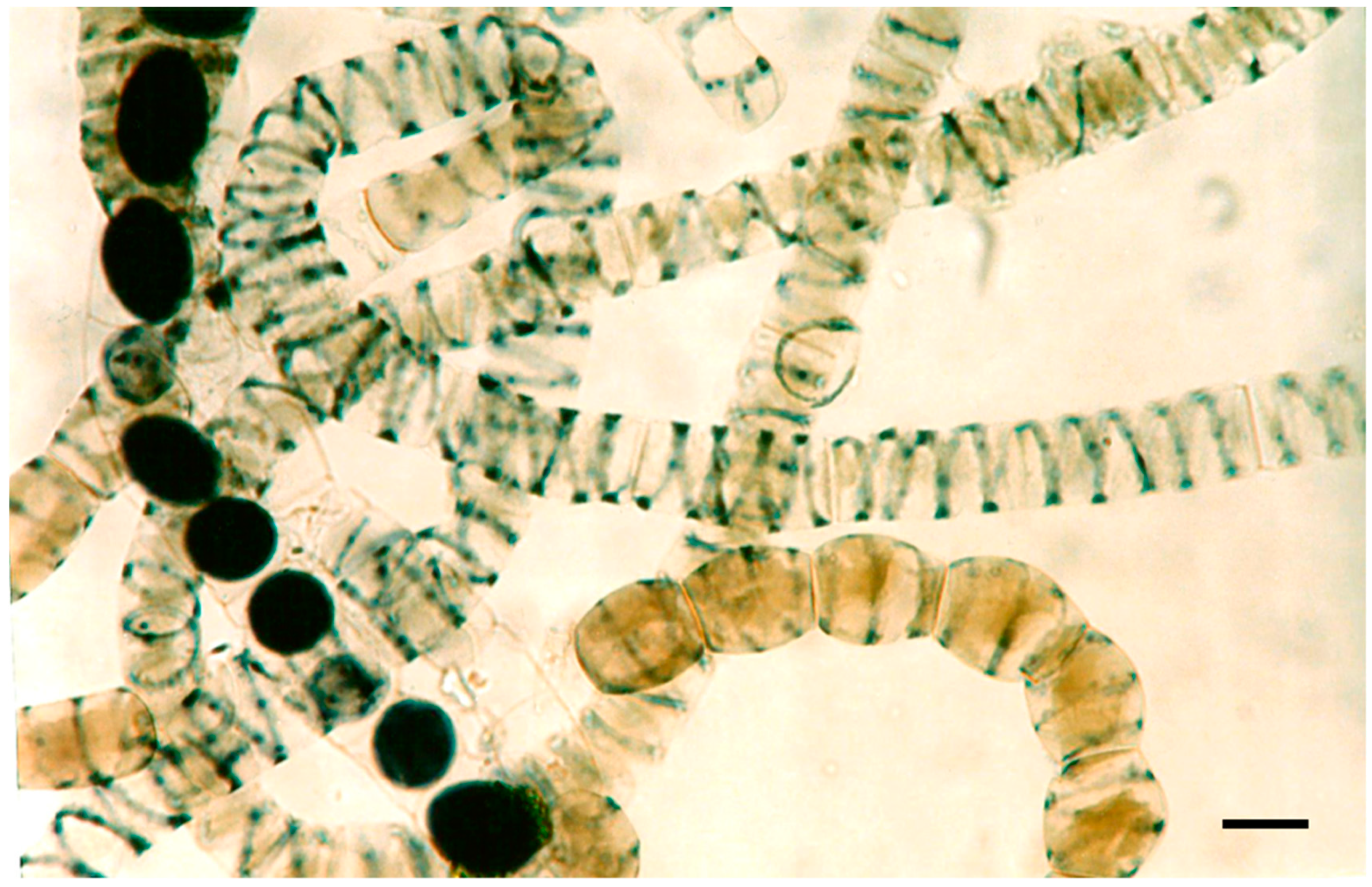 Phycology 03 00012 g001