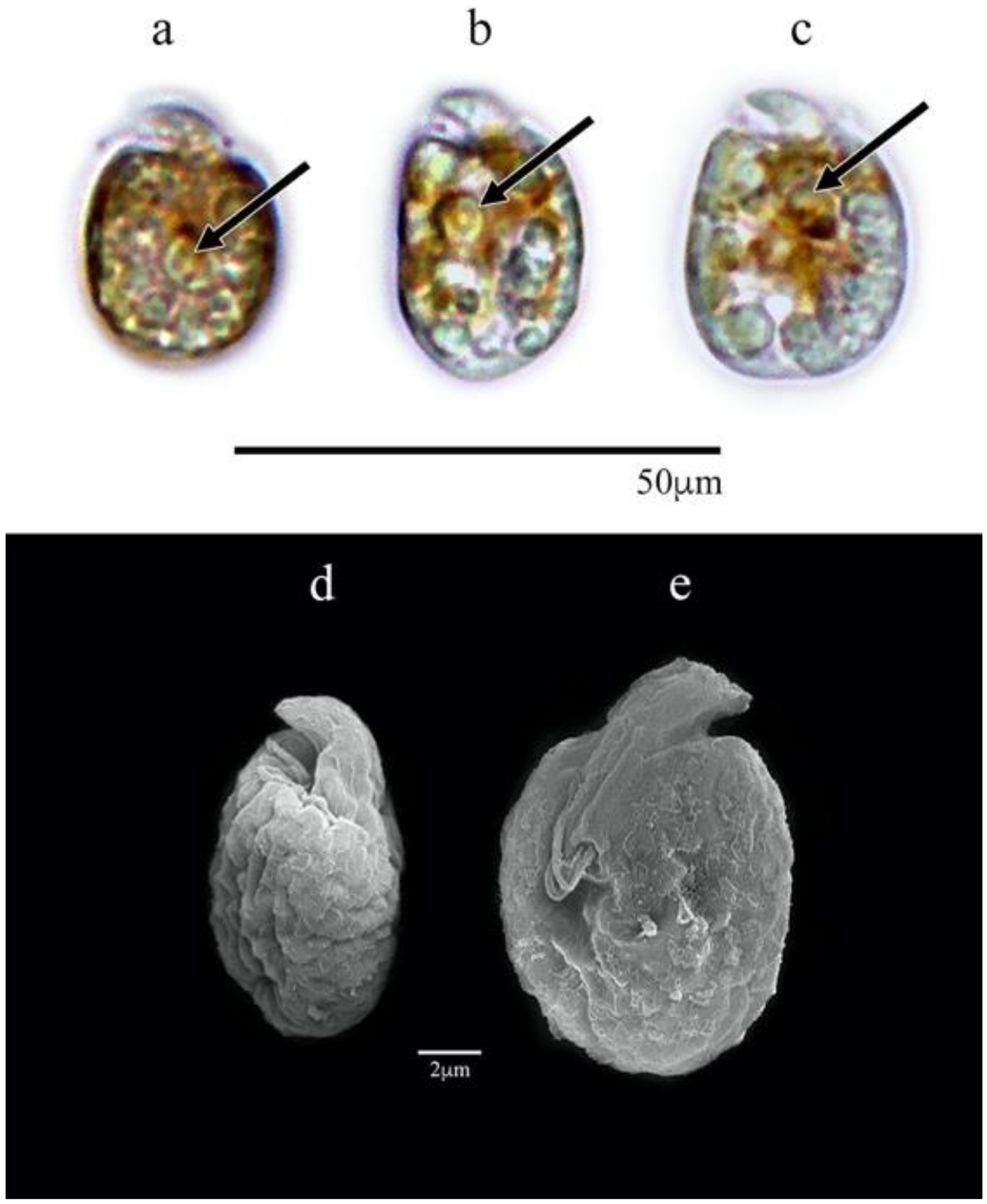 Phycology 03 00020 g002