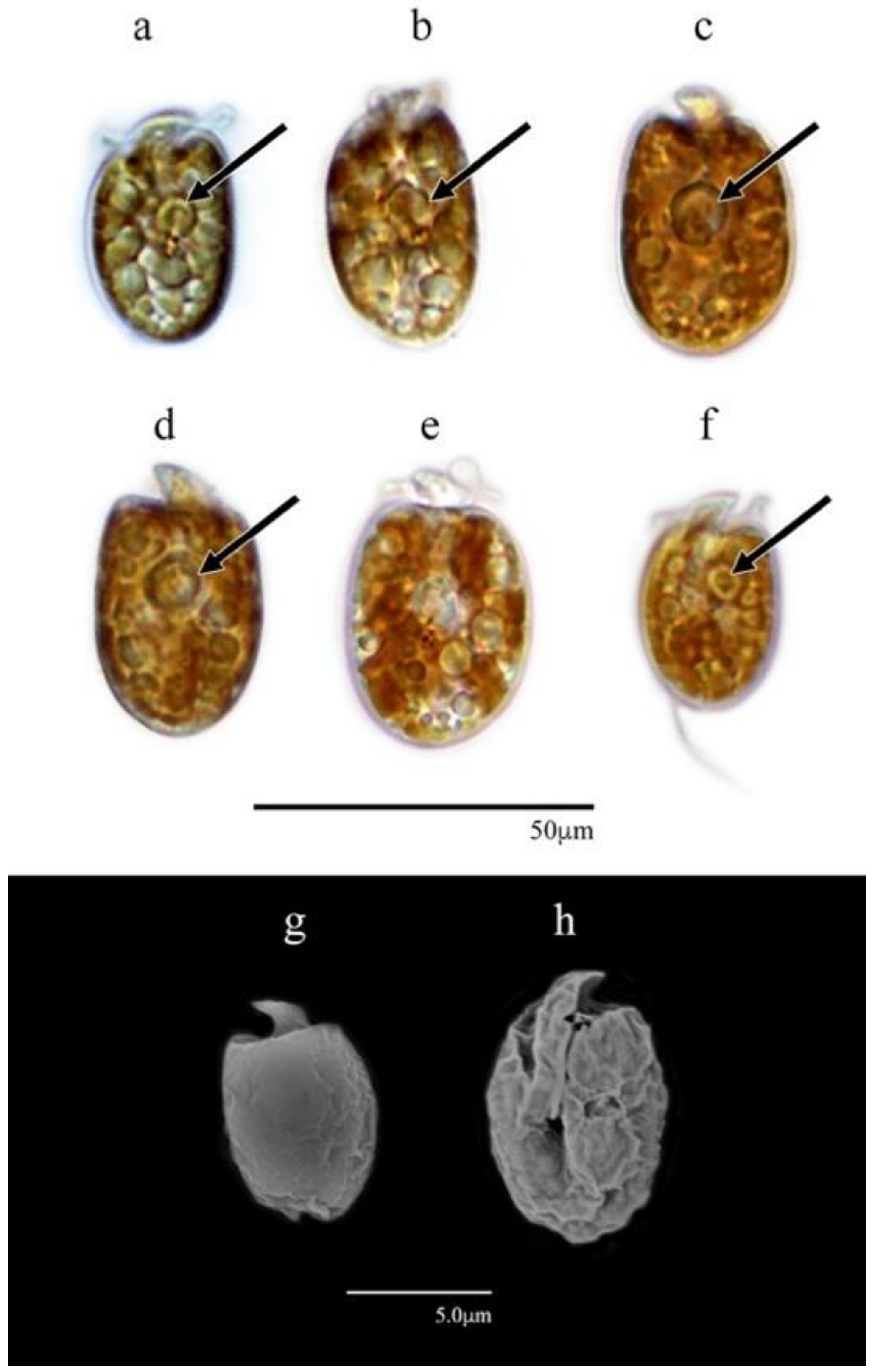 Phycology 03 00020 g003