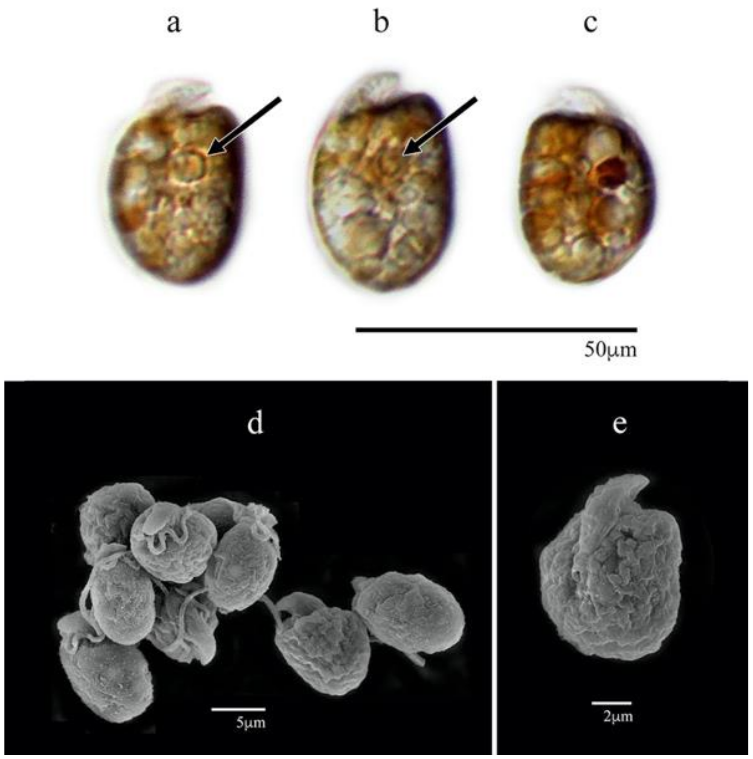 Phycology 03 00020 g004
