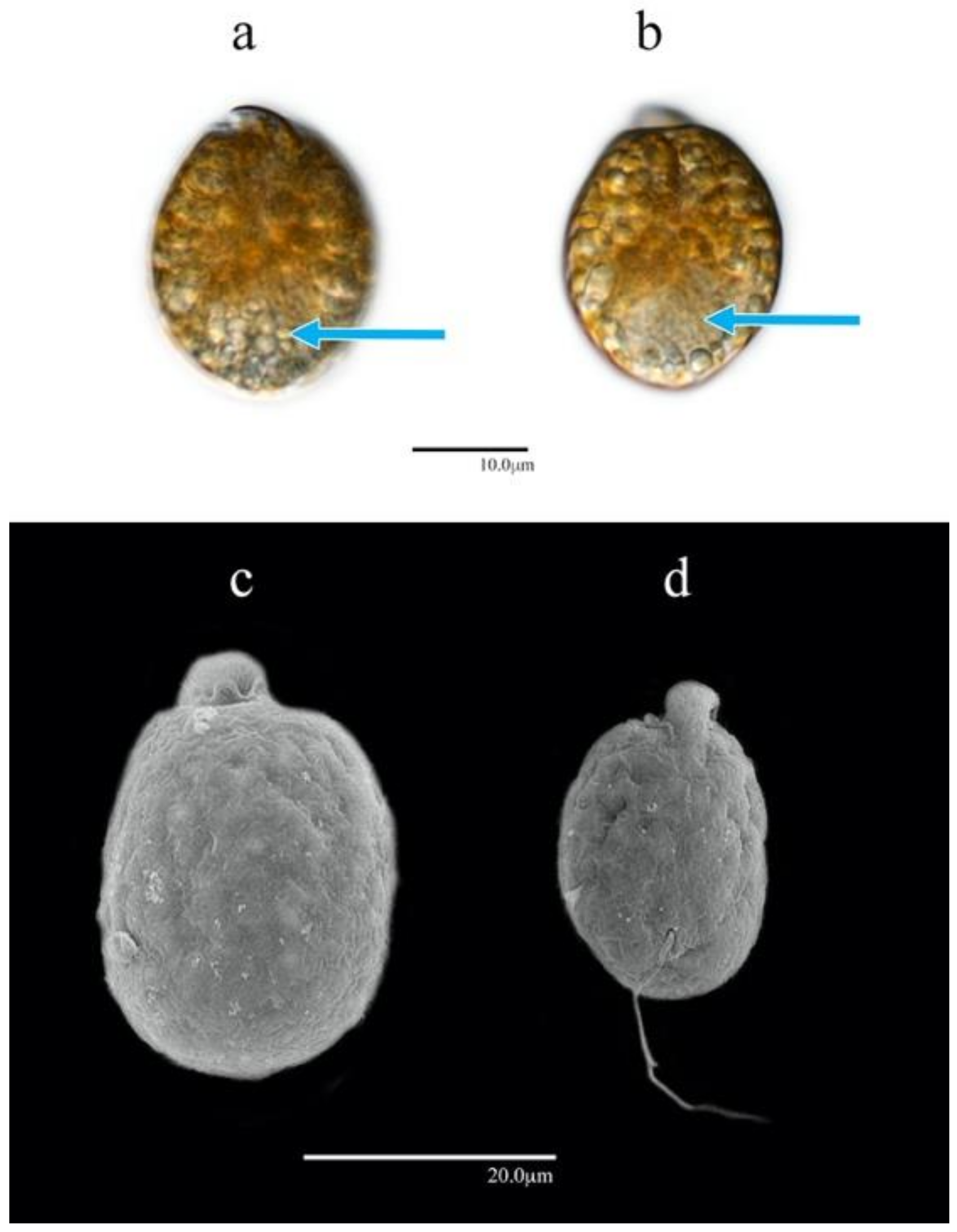 Phycology 03 00020 g005