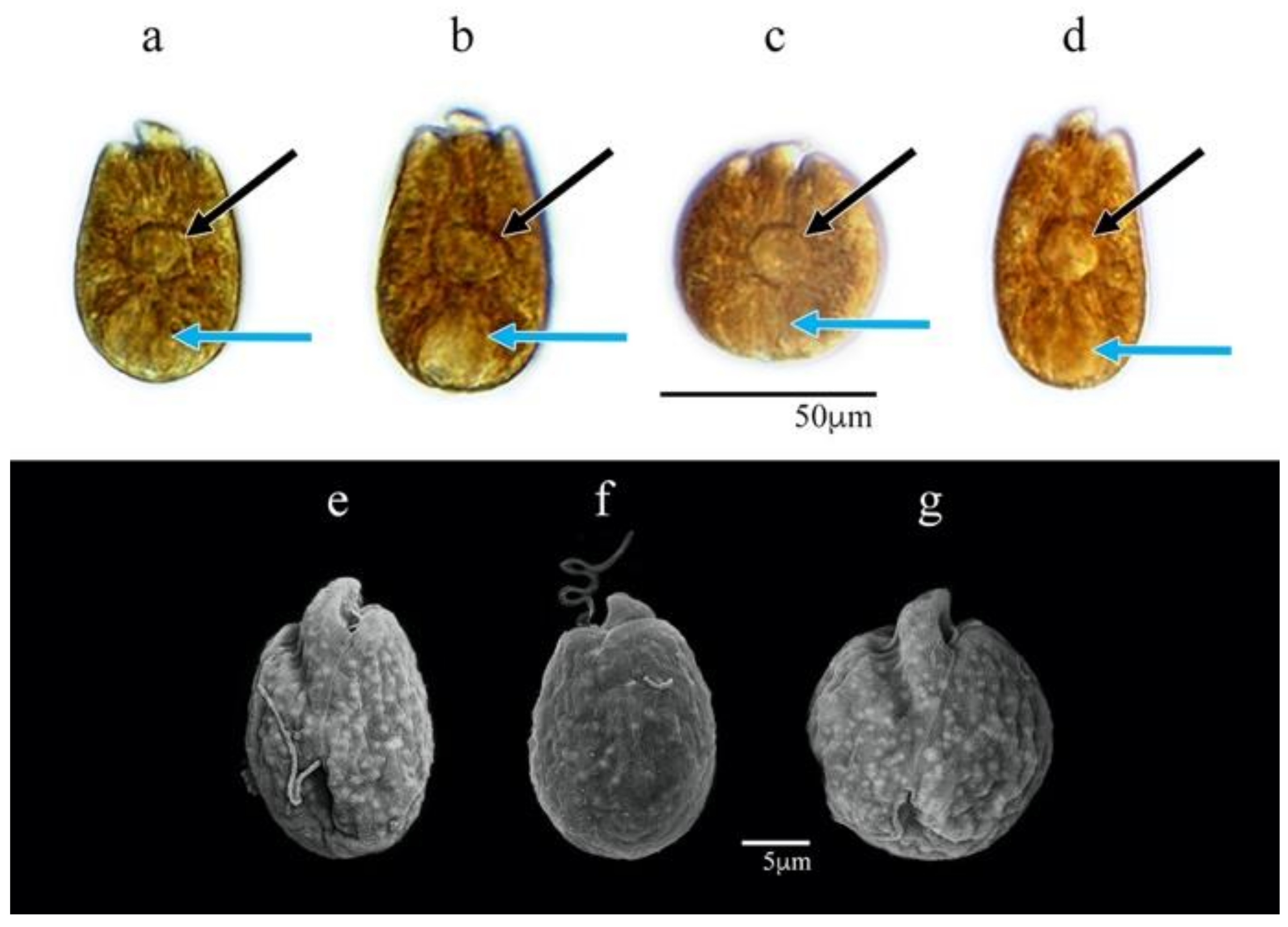 Phycology 03 00020 g006