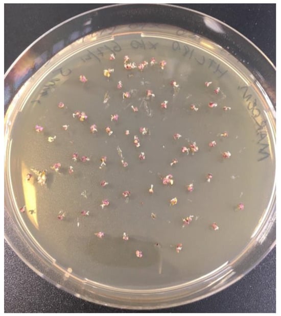 Phycology 04 00003 g0a1