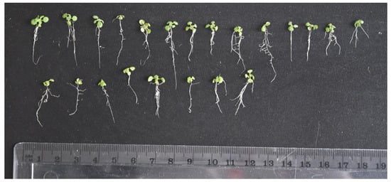 Phycology 04 00003 g0a3