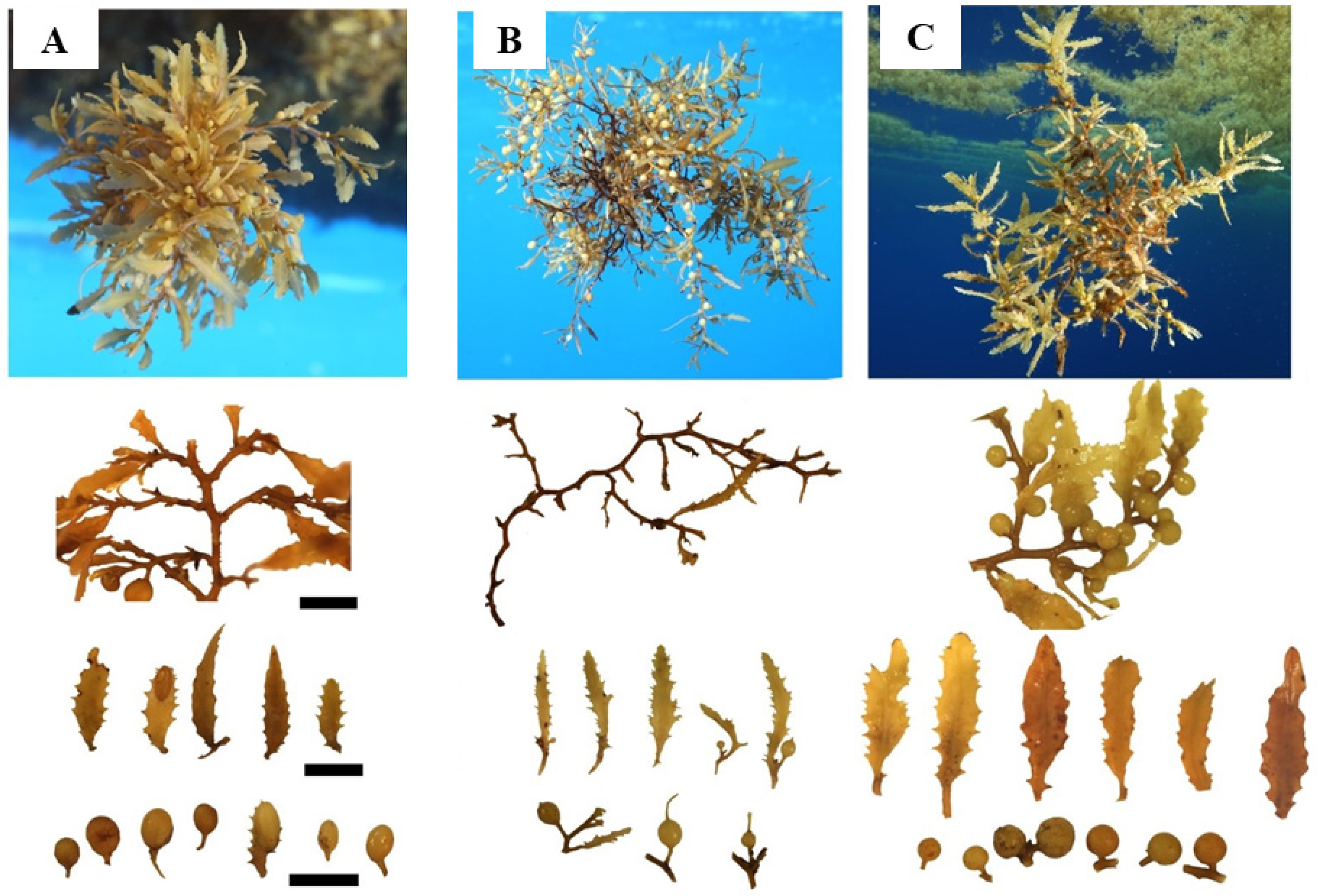 Phycology 04 00014 g004