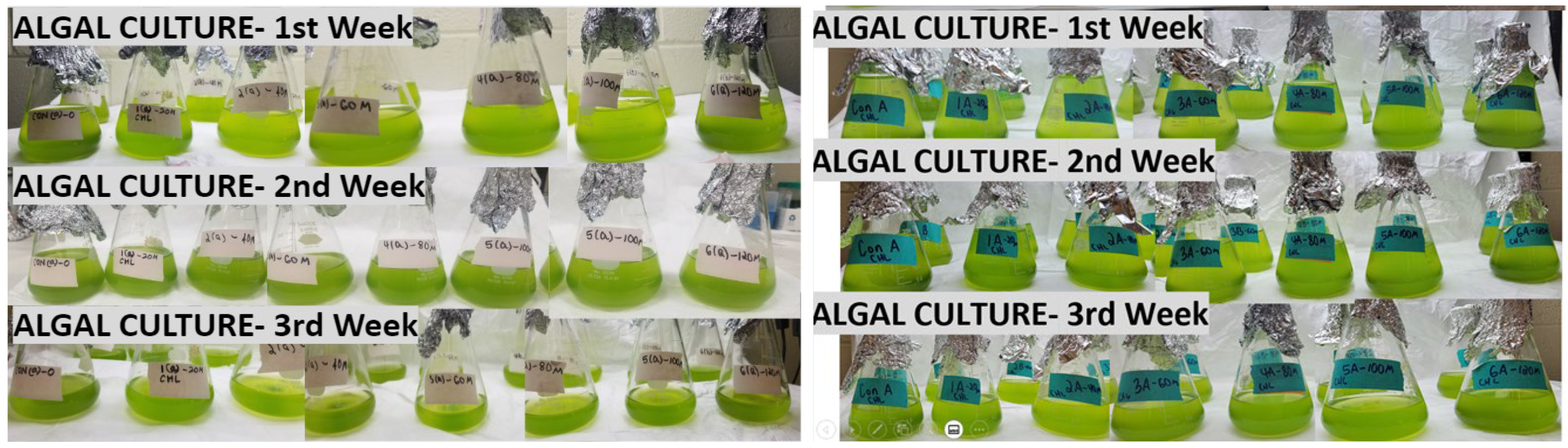 Phycology 04 00016 g002