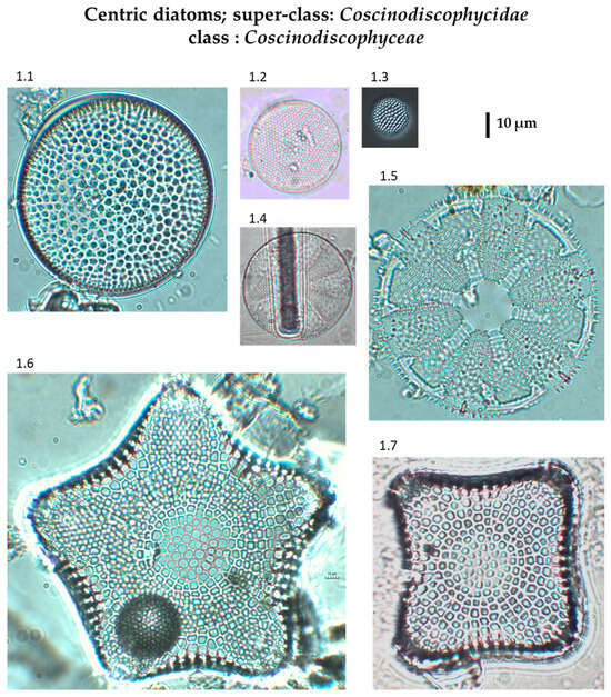 Phycology 04 00027 g0a1