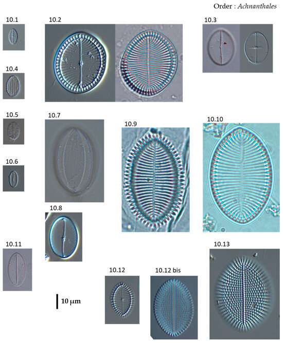 Phycology 04 00027 g0a10