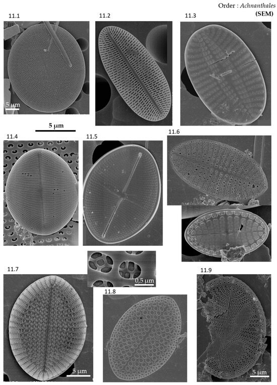 Phycology 04 00027 g0a11