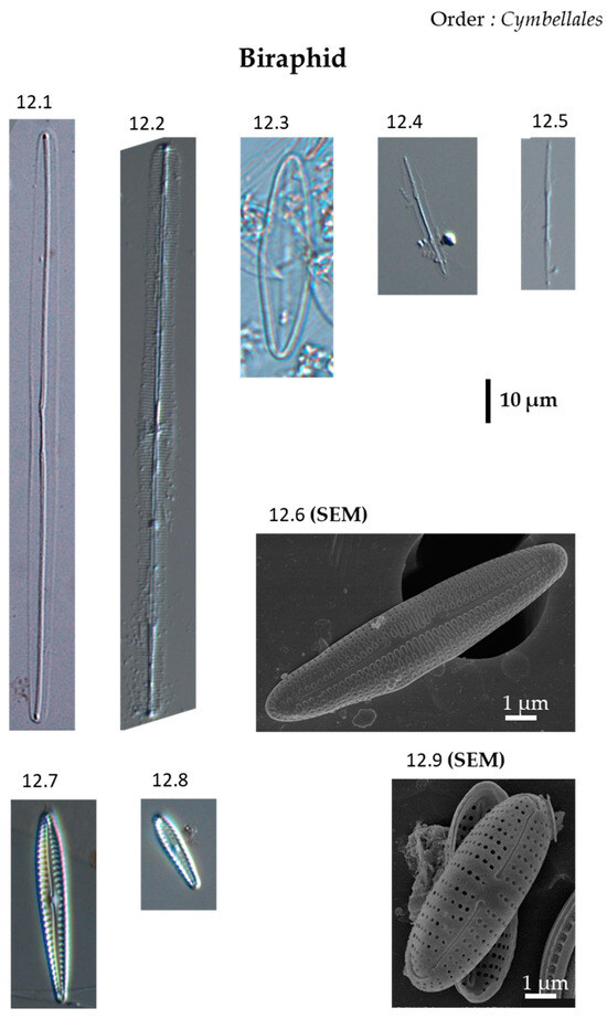 Phycology 04 00027 g0a12