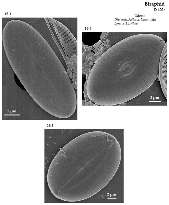 Phycology 04 00027 g0a16