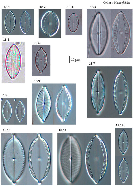 Phycology 04 00027 g0a18