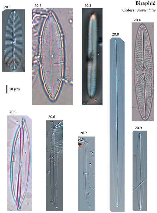 Phycology 04 00027 g0a20