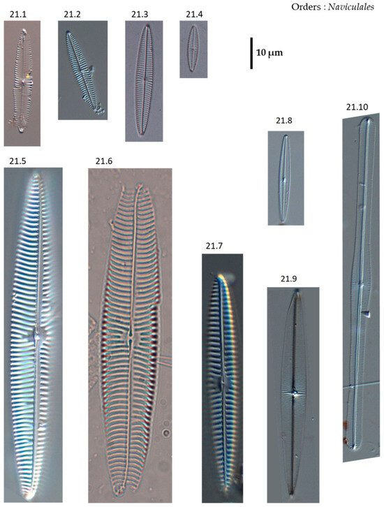 Phycology 04 00027 g0a21