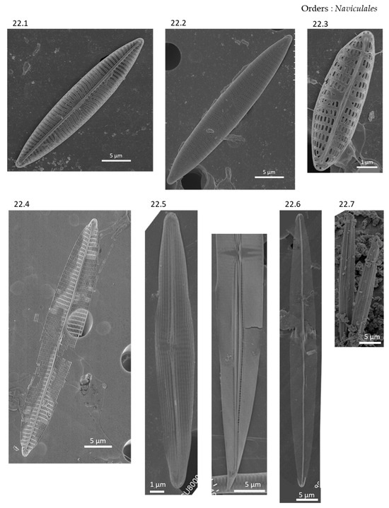 Phycology 04 00027 g0a22