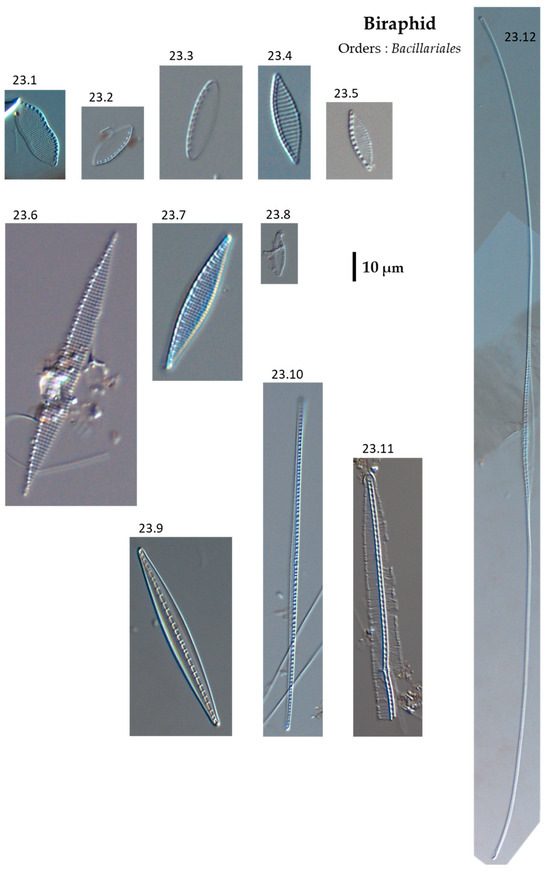 Phycology 04 00027 g0a23