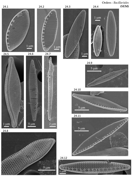 Phycology 04 00027 g0a24