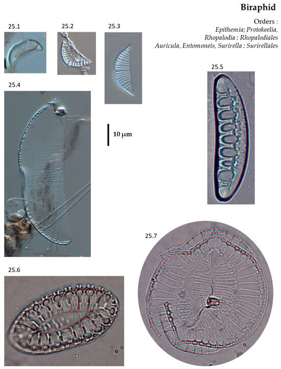 Phycology 04 00027 g0a25