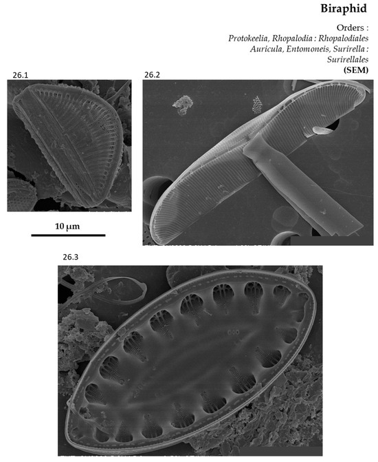 Phycology 04 00027 g0a26