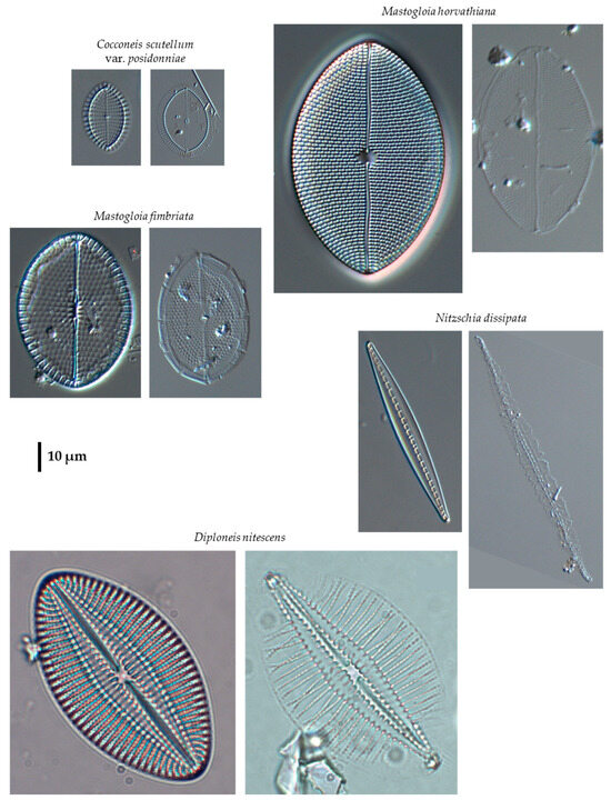 Phycology 04 00027 g0a27