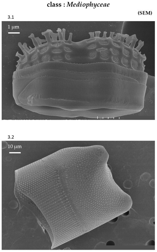 Phycology 04 00027 g0a3
