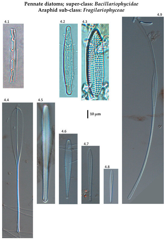 Phycology 04 00027 g0a4