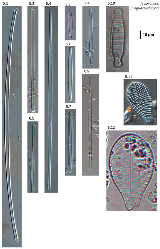 Phycology 04 00027 g0a5