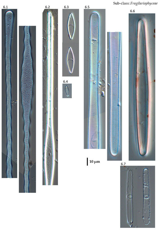 Phycology 04 00027 g0a6