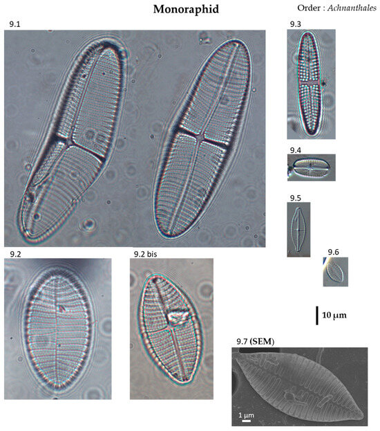 Phycology 04 00027 g0a9